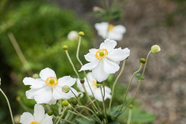 photo 59 Karnemelksweg 2