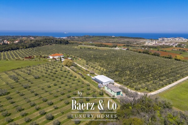 photo 5 Exclusive 12-Ha Olive Estate with Sea Views and Premium Golf Lifestyle in Savudrija, Istria