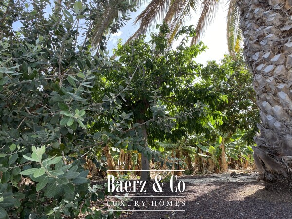 photo 9 Magnificent estate featuring family home and an organic banana plantation
